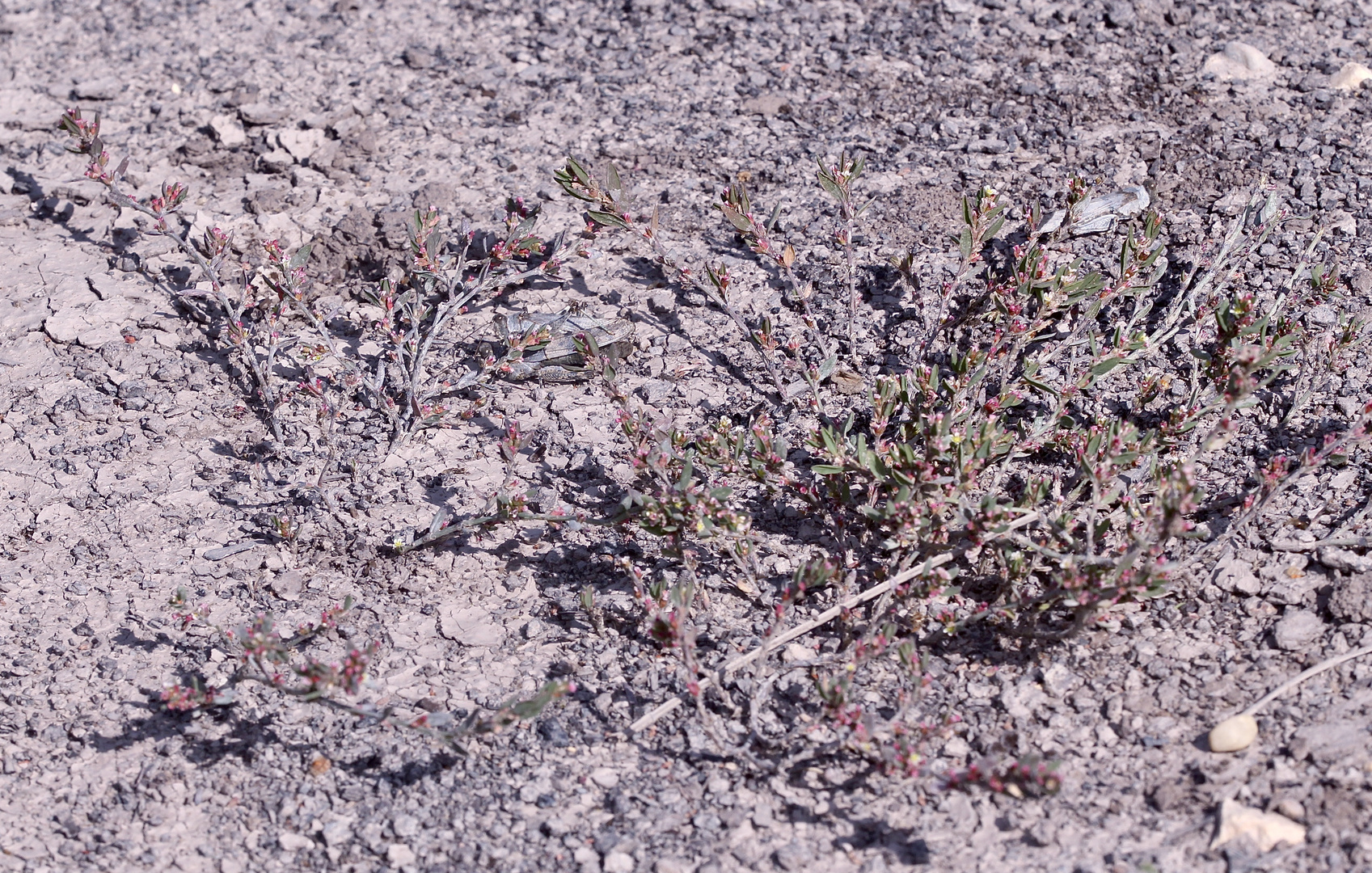 (13) Die Blauflügelige Sandschrecke (Sphingonotus caerulans)