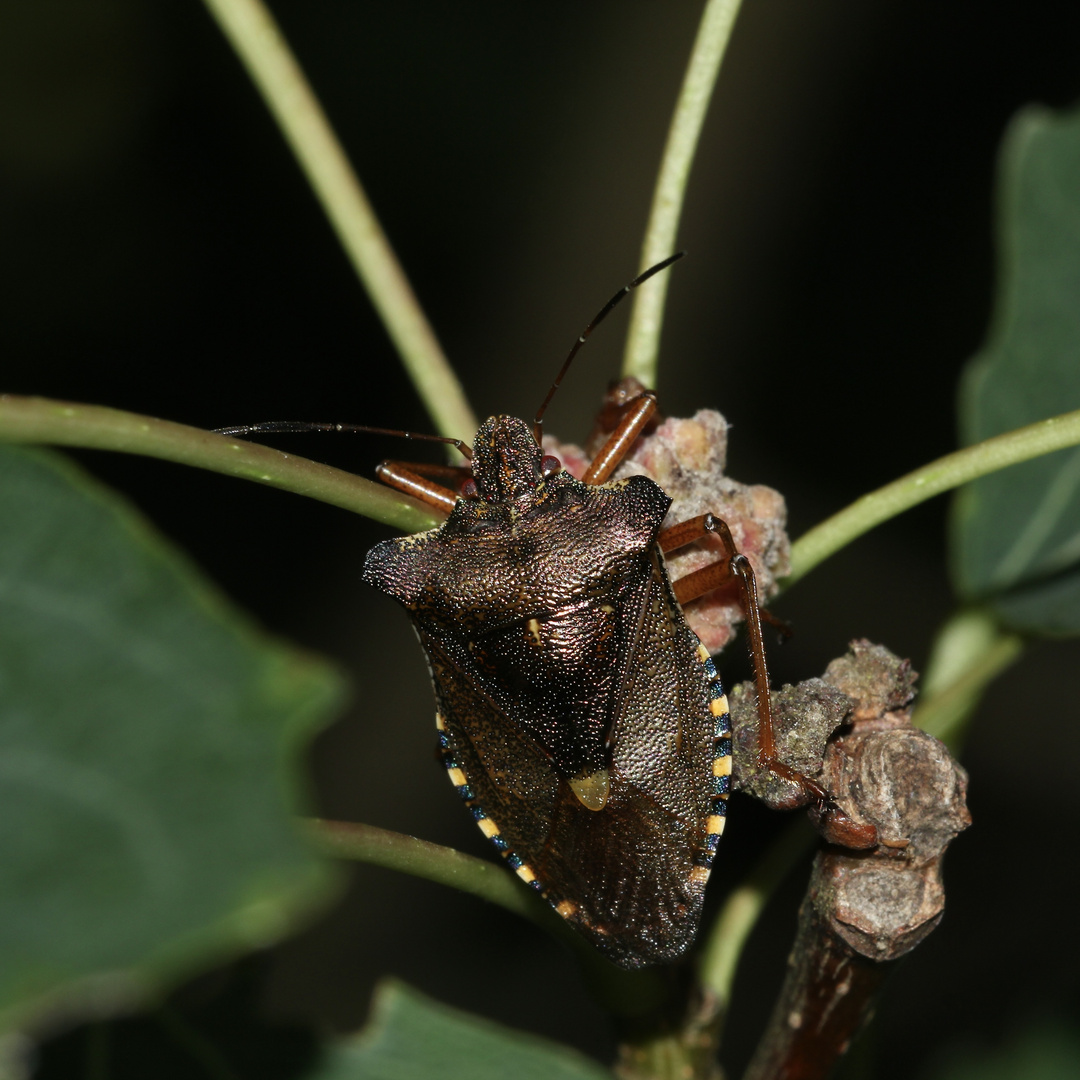 (13) Die Entwicklung der Rotbeinigen Baumwanze (Pentatoma rufipes)