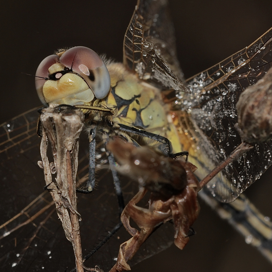 (13) Die Frühe Heidelibelle (Sympetrum fonscolombii)