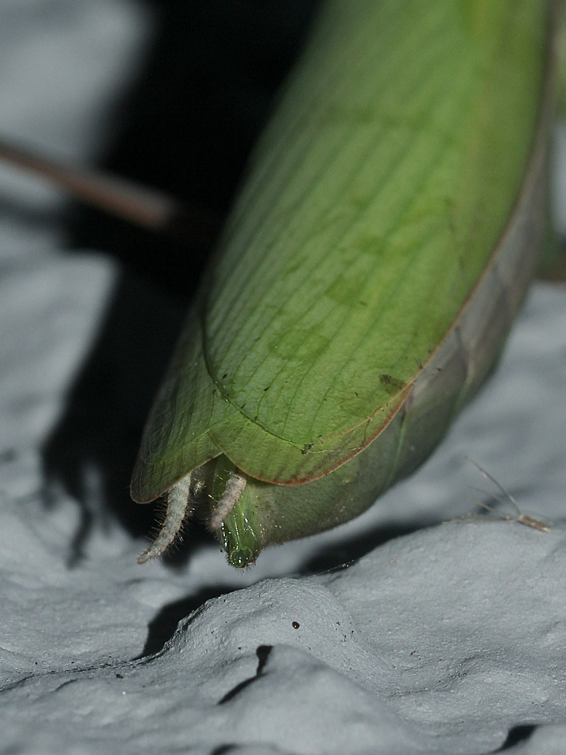 (13) Die Gemeine oder Europäische GOTTESANBETERIN (Mantis religiosa)