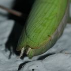 (13) Die Gemeine oder Europäische GOTTESANBETERIN (Mantis religiosa)