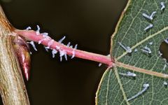 13 - Die PALISADEN-BLATTWESPE (PRISTIPHORA COMPRESSICORNIS)