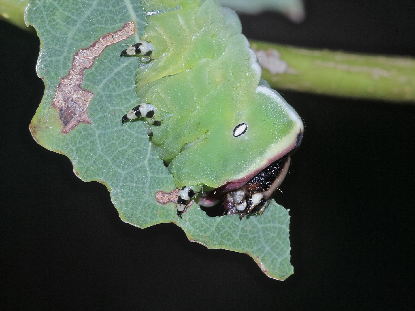 (13) Die Raupe des Großen Gabelschwanzes (Cerura vinula)