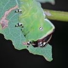 (13) Die Raupe des Großen Gabelschwanzes (Cerura vinula)