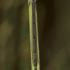 (1/3) Ein noch nicht ausgefärbtes Männchen der Hufeisen-Azurjungfer (Coenagrion puella)