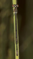 (1/3) Ein noch nicht ausgefärbtes Männchen der Hufeisen-Azurjungfer (Coenagrion puella)