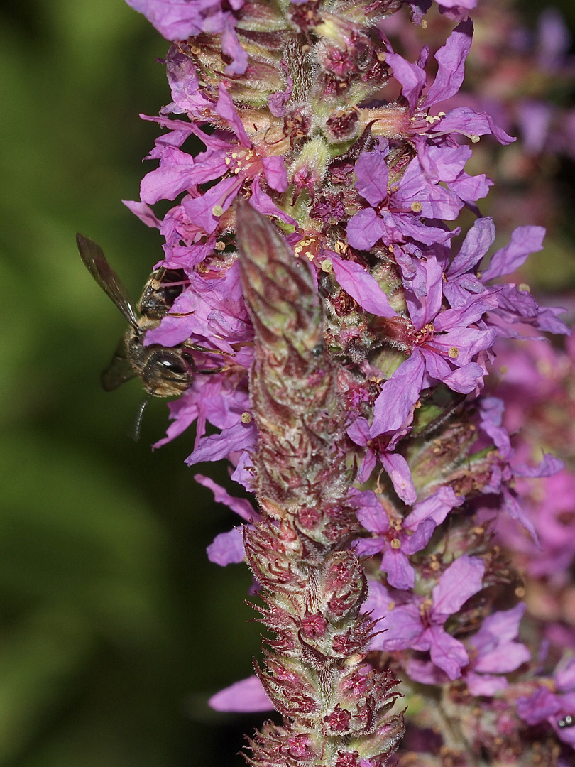 (1/3) Eine Kegelbiene (Gattung Coelioxys). Aber welche Art???***