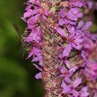 (1/3) Eine Kegelbiene (Gattung Coelioxys). Aber welche Art???***