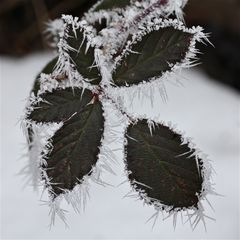 (13) Eisnadeln als Schnee und nadelförmiger Raureif ...