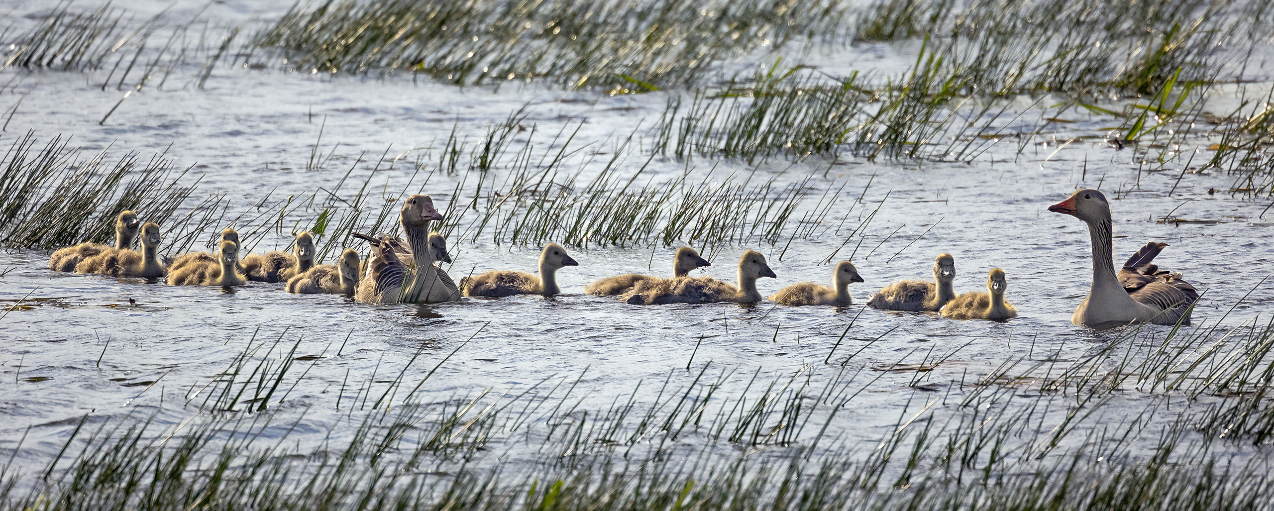 13 GÖSSEL auf der Reihe