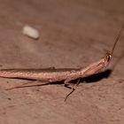 (13) Gottesanbeterinnen aus dem Krüger-Nationalpark (KNP) in Südafrika