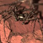 (13) PHILODROMUS MARGARITATUS - Für Anna-Dora Sartorio, unsere "grande dame" der Naturfotografie, ..