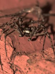 (13) PHILODROMUS MARGARITATUS - Für Anna-Dora Sartorio, unsere "grande dame" der Naturfotografie, ..