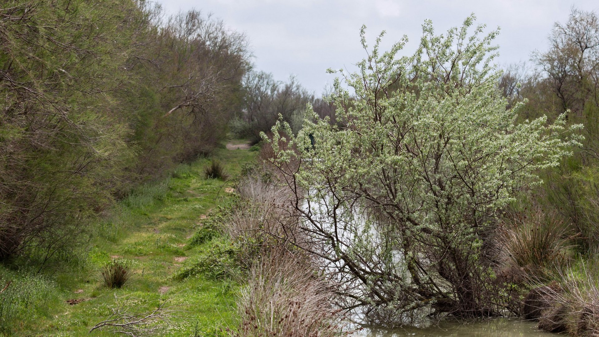 13 Ruisseau près de Méjanes