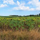 1/3 tournesols, 1/3, collines, 1/3 ciel = Lomagne en été  (Gers)