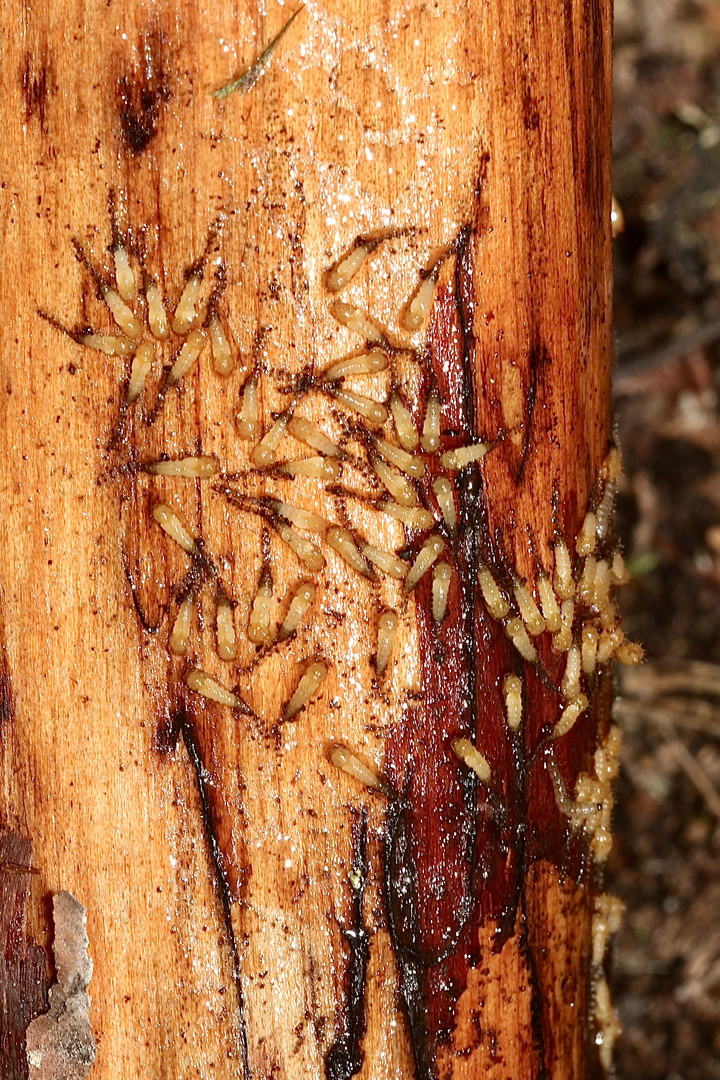 (1/3) Wer hilft mir (GNITZEN, CERATOPOGONIDAE - Forcipomyia sp.) ...