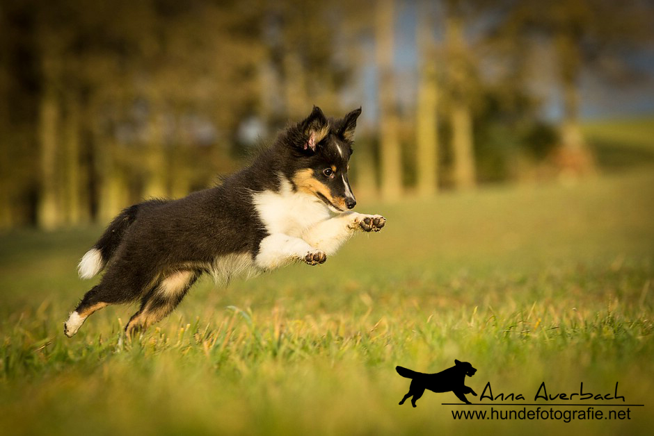 13 Wochen alter Sheltie &#9829;