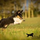 13 Wochen alter Sheltie &#9829;