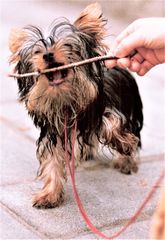 13.) yorkshire terrier