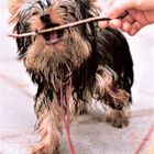 13.) yorkshire terrier