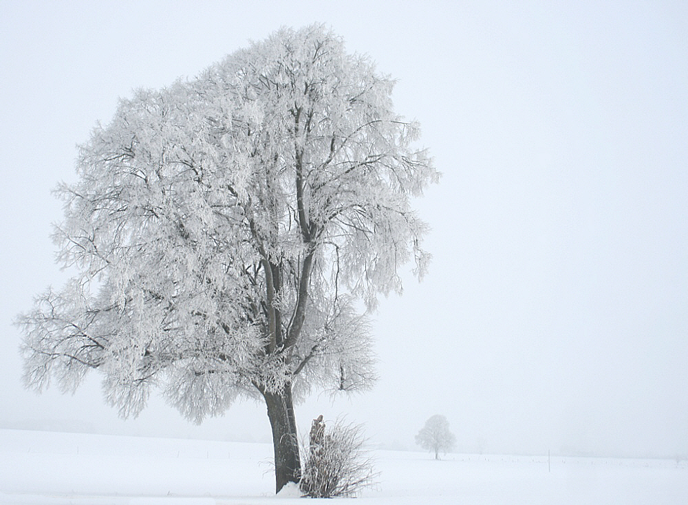 13.01.10 - Eis-Baum-Traum im zarten Nebel