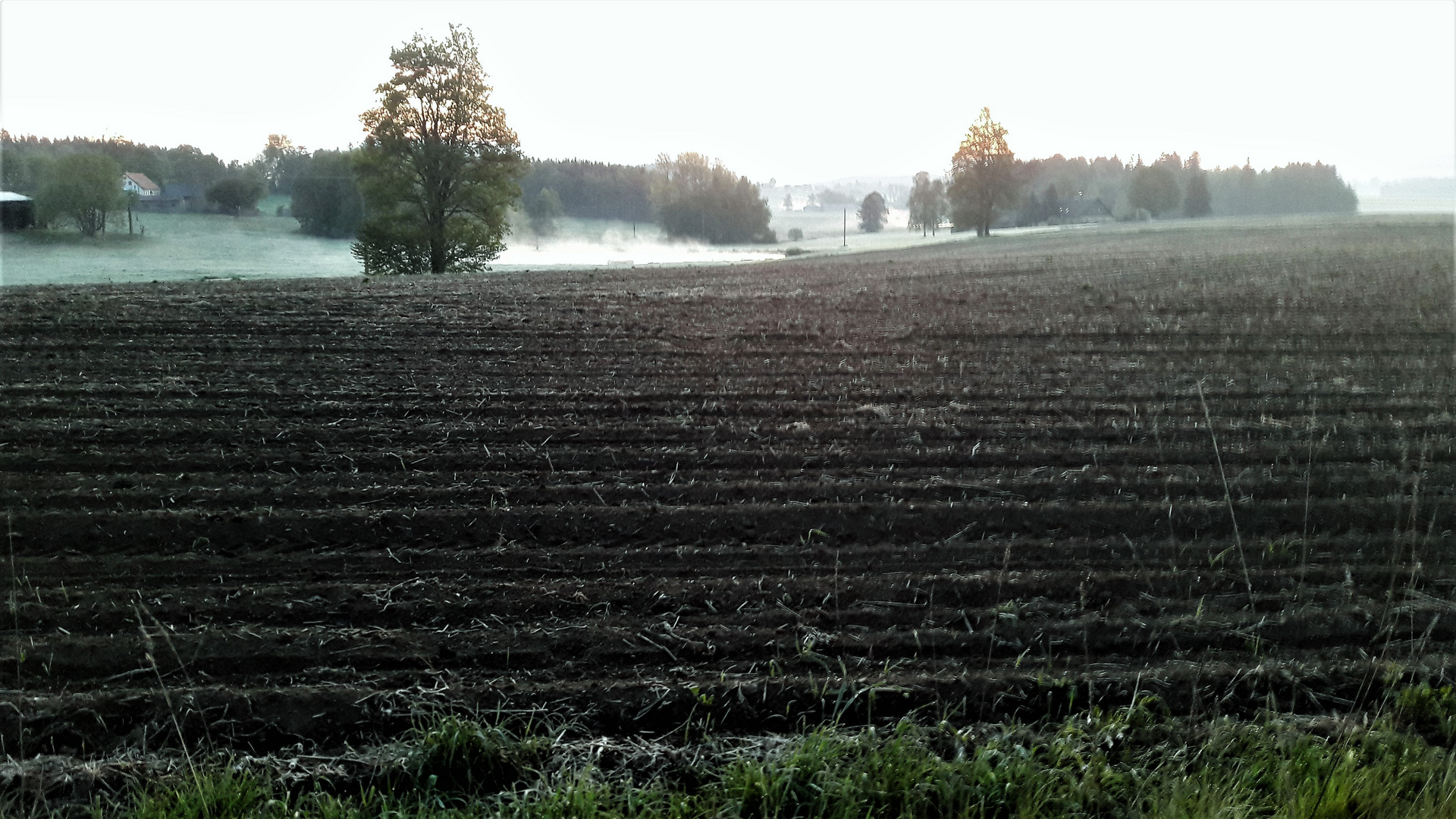 13.05. 2020 Teichnebel im Wind