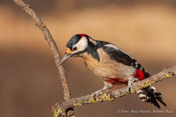 13102025-7D__3300 Pica pinos.