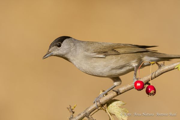 13102025-7D__3357 Curruca capirotada.
