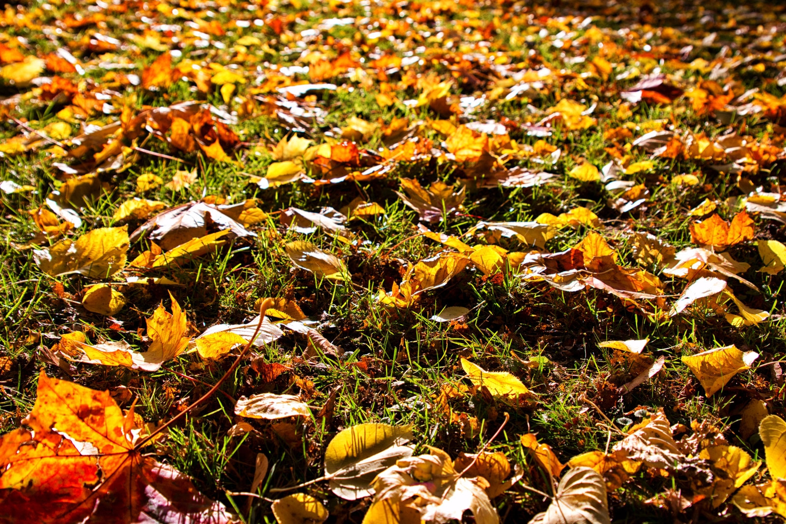 131022_0000 blaetter im herbst