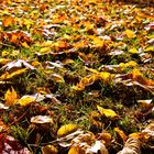 131022_0000 blaetter im herbst