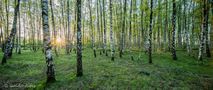 Industriewald Pano by Guido Alfes