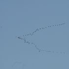 13.11.13 Kranischflug von Osten in den Westen