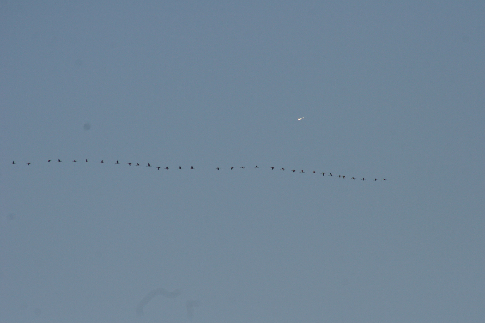 13.11.13 Kranischflug von Osten in den Westen jetzt in einer Reihe.