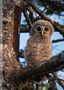 Baby Owl... by Anna Kowalski 