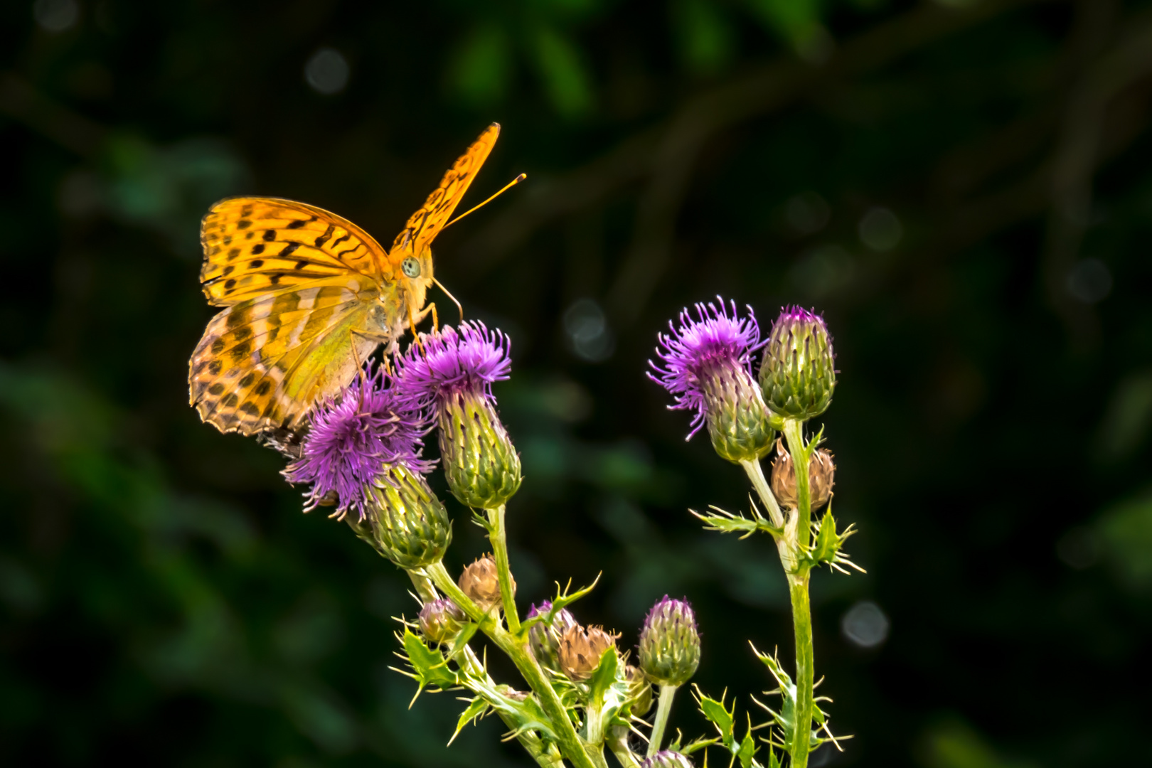 1322  Schmetterling Sommer