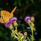 1322  Schmetterling Sommer