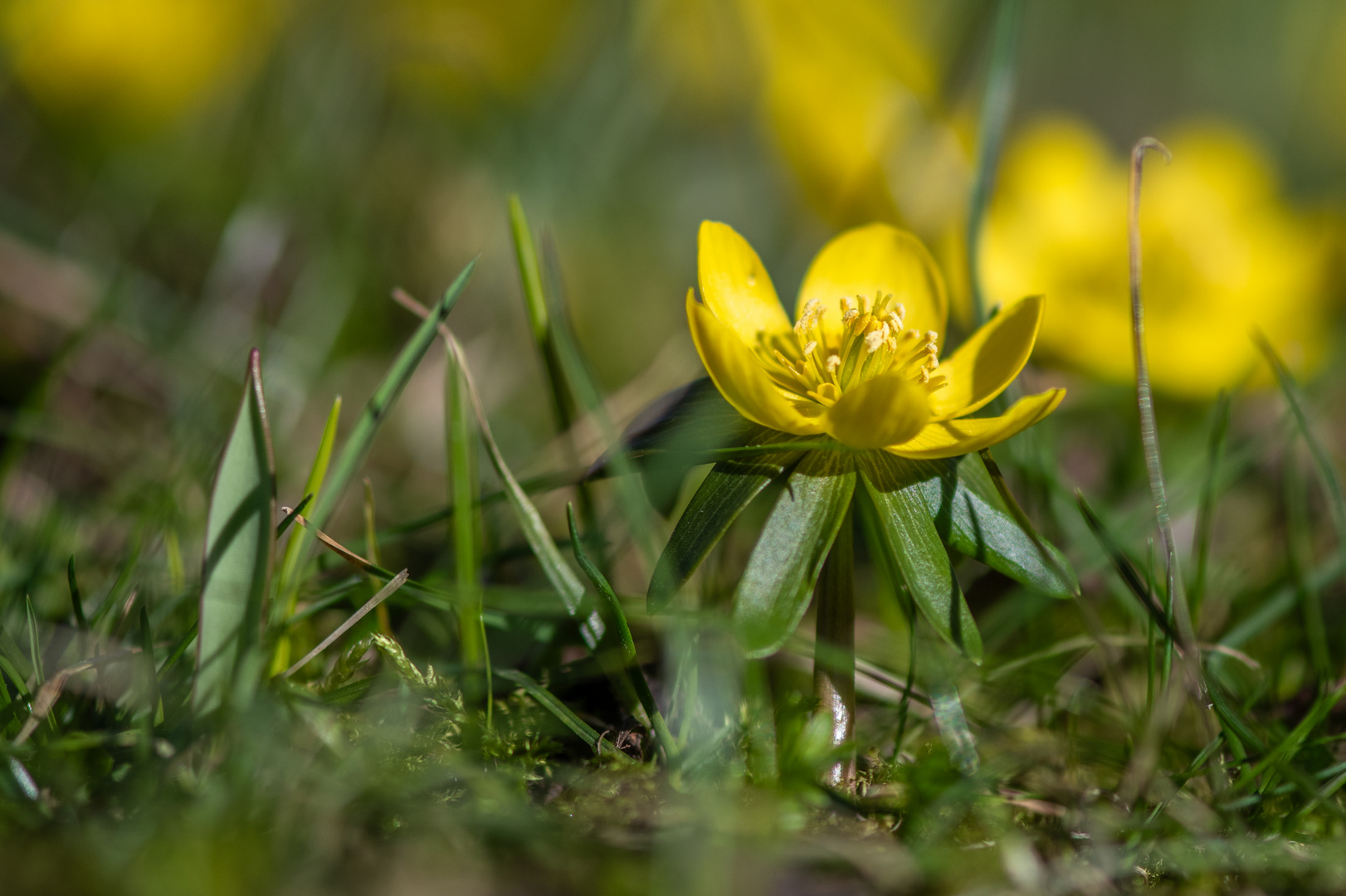 132/365 Sommer