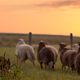 Border Collie beim Schafehten