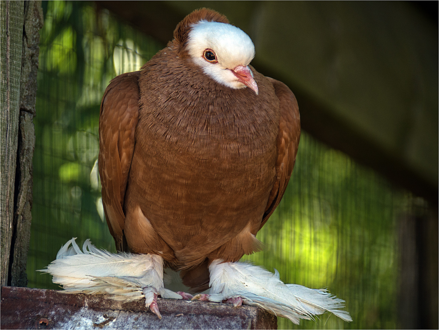 133 / 2019 - Täubchen ....