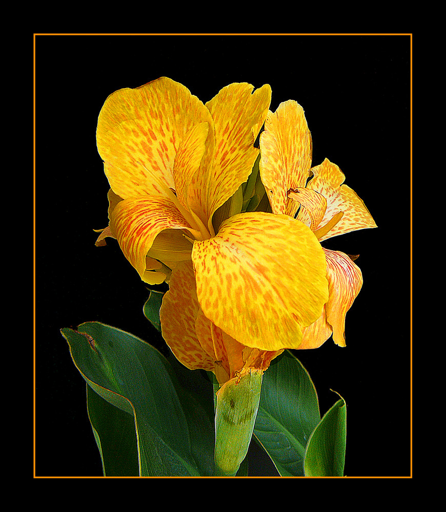 133 CANNA INDICA