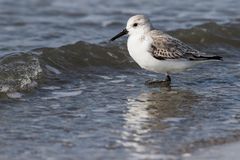 134 - 20160309 - St. Peter Ording - CS8A9853