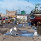 1345R Hafen Essaouira Marokko