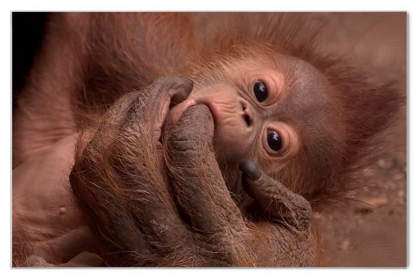 135 / 365 ... beruhigen ...