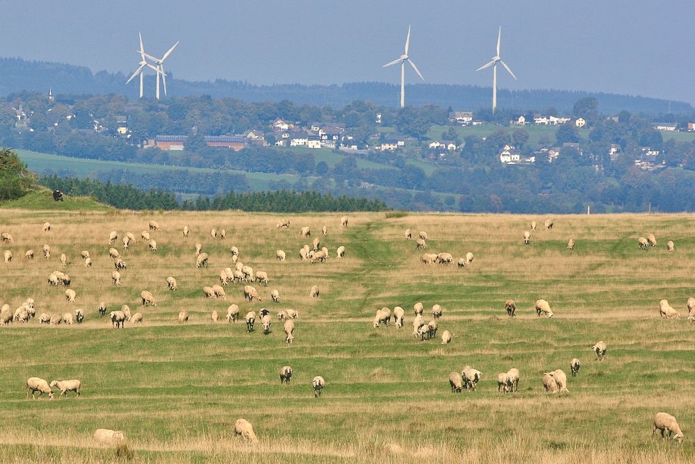 13566 das Glück des Nationalparkschäfers