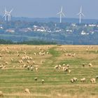 13566 das Glück des Nationalparkschäfers