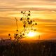 Sonnenuntergang hinter gelber Butterblume