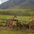 137-20190222 - Tansania - Nduturegion-Ngorongoro - IMG_4906