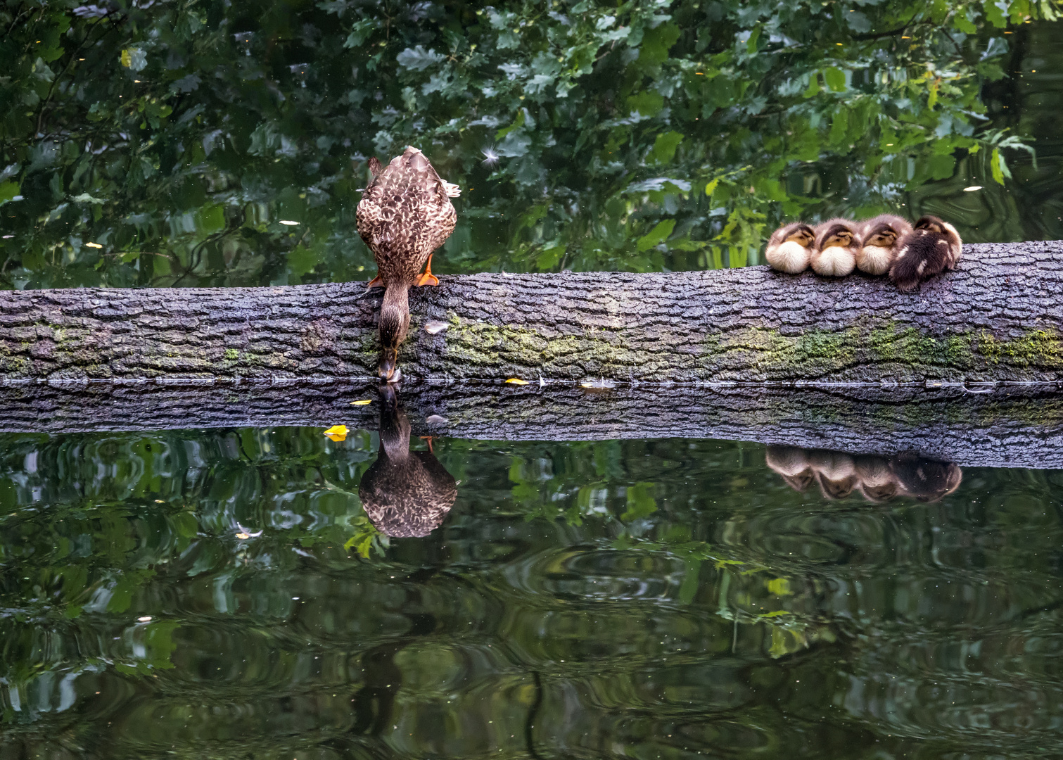 1375 ... Spieglein, Spieglein an der Wand ... 