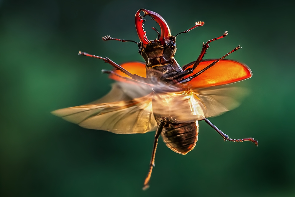 Hirschkäfer im Flug von Hubert Polacek