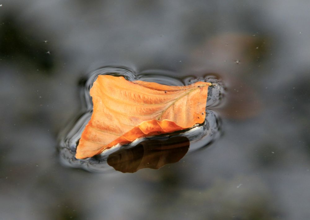 herbst blatt by jg.foto 